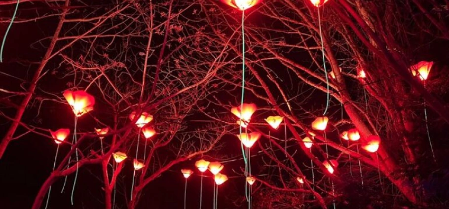 Edinburgh Magical Christmas Tour and Experience-2