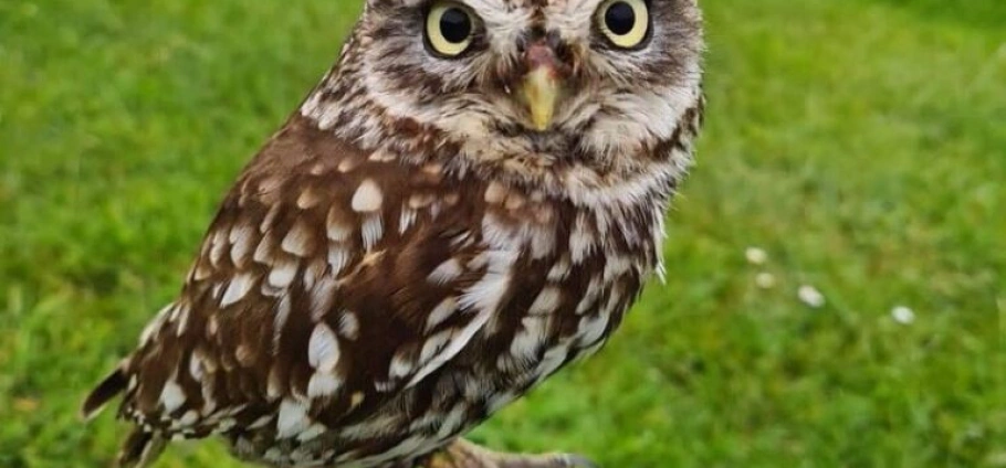 Northern Ireland Falconry and Giant's Causeway Tour-1