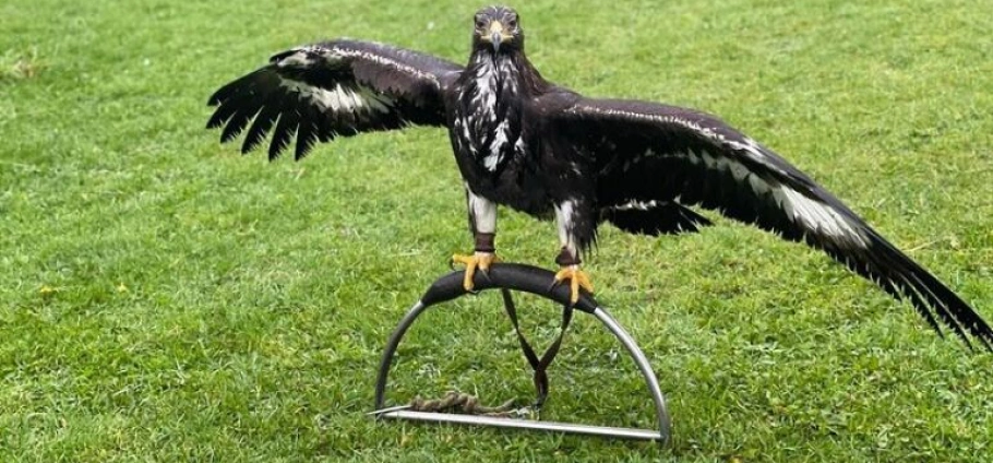 Northern Ireland Falconry and Giant's Causeway Tour-5