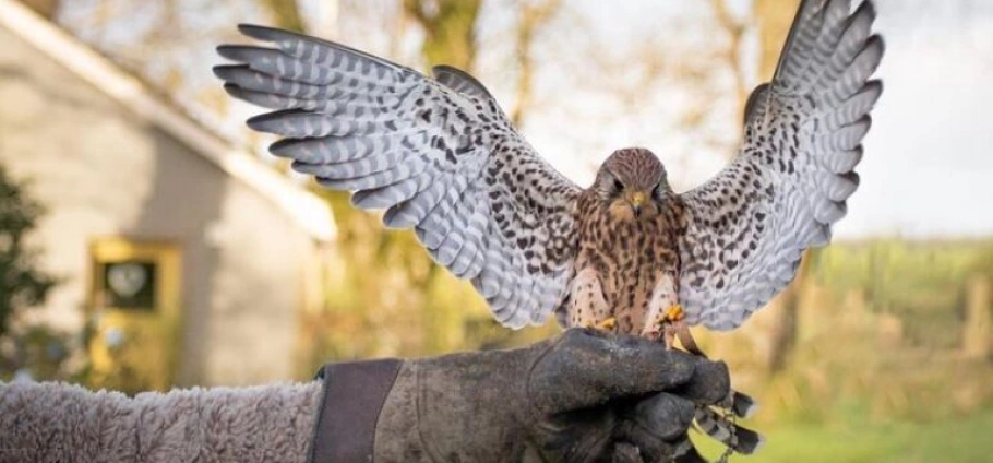 Northern Ireland Falconry and Giant's Causeway Tour-7