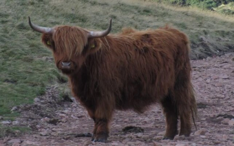 Edinburgh Pentland Hills Hiking Adventure