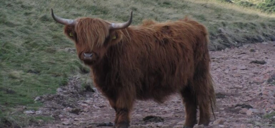 Edinburgh Pentland Hills Hiking Adventure-1