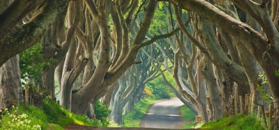 Belfast Coastal Highlights and Scenic Tour-5