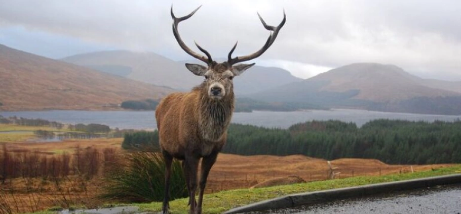 Scotland Private Highlands and Scenic Tour-22