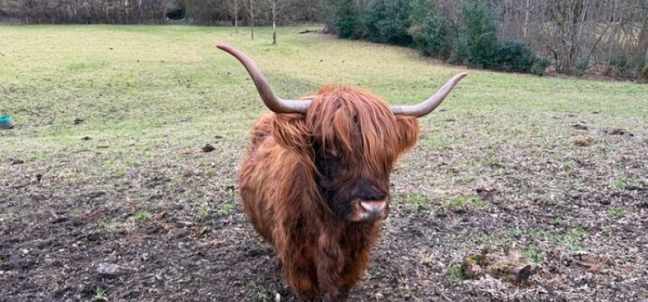 Scotland Private Highlands and Scenic Tour-26