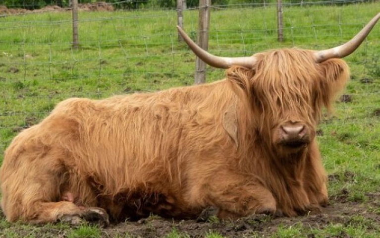 Stirling Highland Cows and Whisky Experience