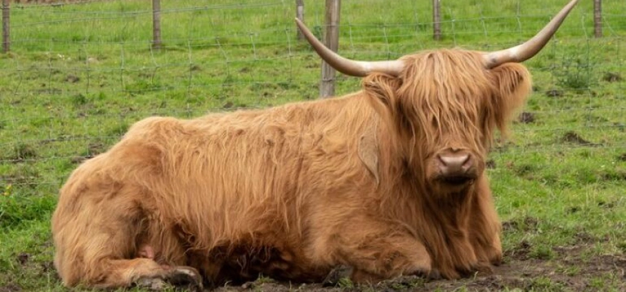 Stirling Highland Cows and Whisky Experience-1