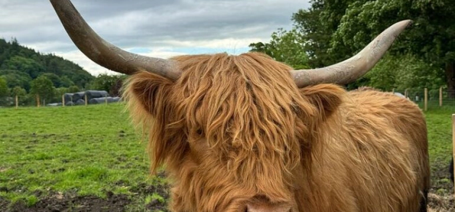 Stirling Highland Cows and Whisky Experience-11