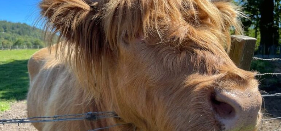 Stirling Highland Cows and Whisky Experience-10