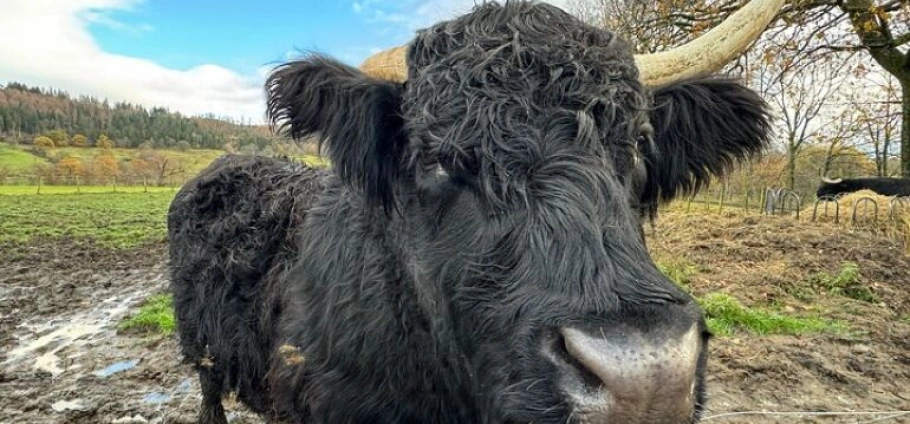 Stirling Highland Cows and Whisky Experience-9