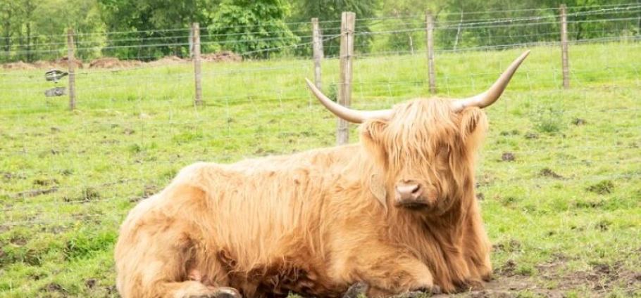 Stirling Highland Cows and Whisky Experience-8