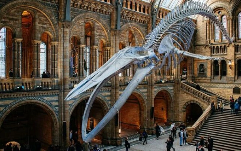 London Natural History Museum Audio Experience