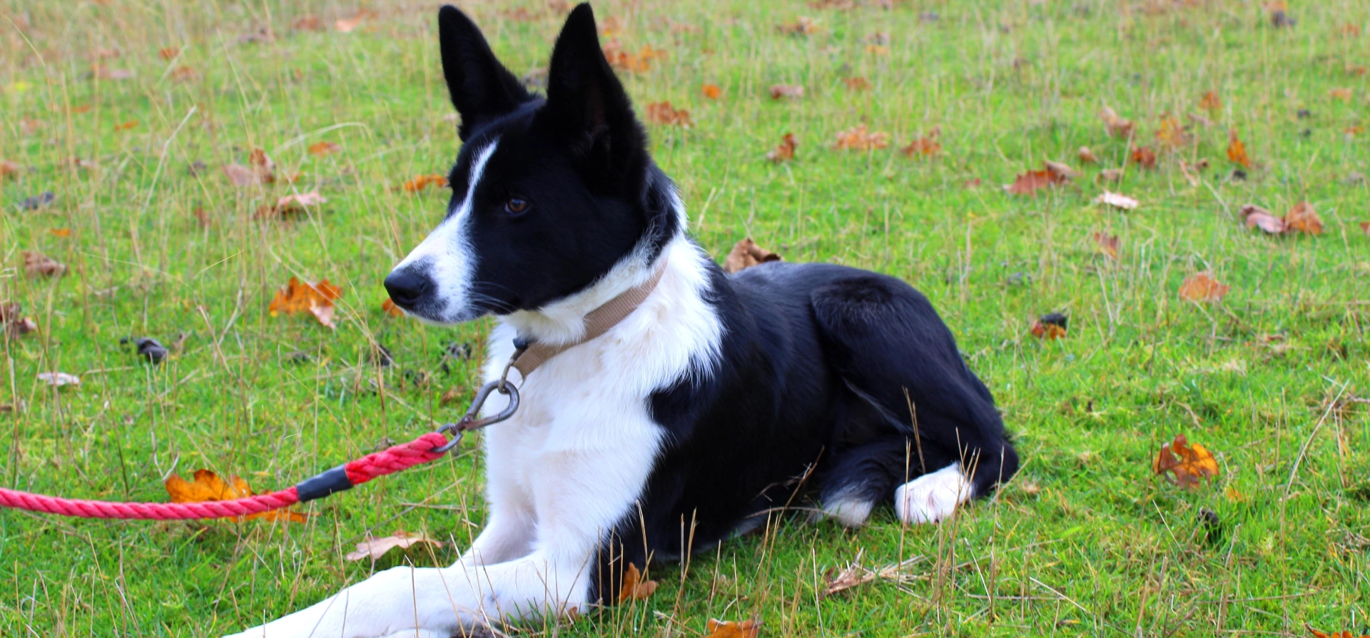 Sheepdog Training Experience Leicestershire Experience Days Vouchers