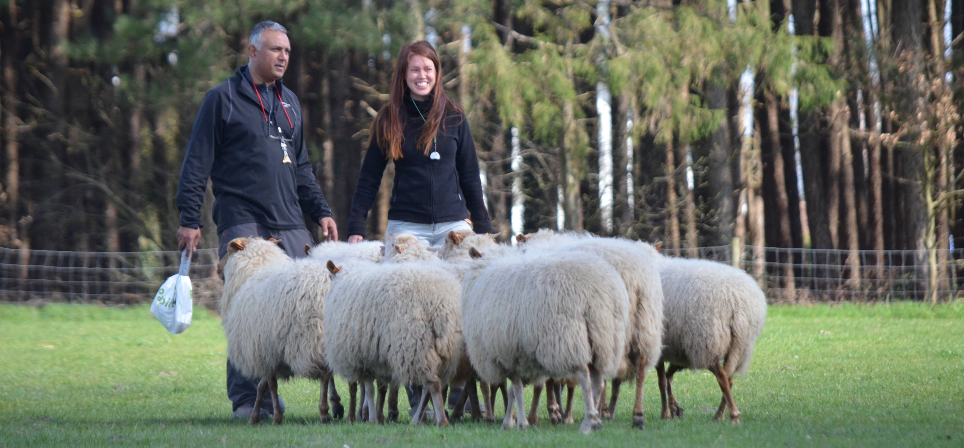 Sheepdog Training Experience Leicestershire Experience Days Vouchers